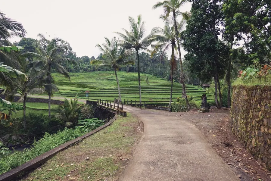 Jalan sempit di antara sawah terasering yang hijau, dengan pohon kelapa di kedua sisi.